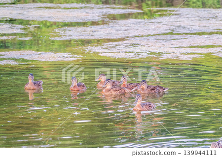 A family of ducks, a duck and its little ducklings are swimming in the water. The duck takes care of its newborn ducklings. Mallard, lat. Anas platyrhynchos A family of ducks, a duck and its little ducklings are swimming in the water. The duck takes care of its newborn ducklings. Mallard, lat. Anas platyrhynchos 139944111
