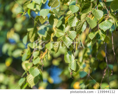 Birch branches with fresh green leaves and seeds. Birch tree branch, Betula pendula. Birch branches with fresh green leaves and seeds. Birch tree branch, Betula pendula. 139944112