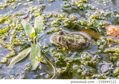 A large green frog sits in the marsh. A large green frog sits in the marsh. 139944122
