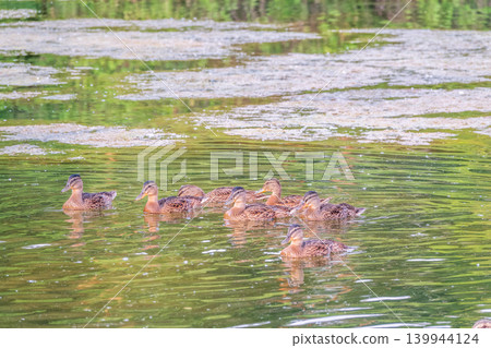 A family of ducks, a duck and its little ducklings are swimming in the water. The duck takes care of its newborn ducklings. Mallard, lat. Anas platyrhynchos A family of ducks, a duck and its little ducklings are swimming in the water. The duck takes care of its newborn ducklings. Mallard, lat. Anas platyrhynchos 139944124