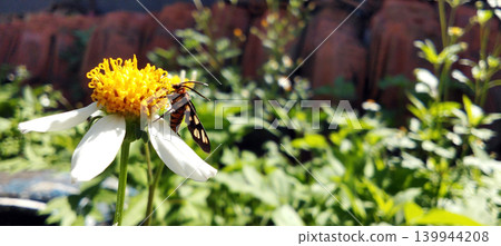 Macro photo of a colorful moth perched on a white flower. 139944208