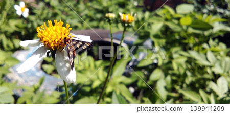 Macro photo of a colorful moth perched on a white flower. Macro photo of a colorful moth perched on a white flower. 139944209