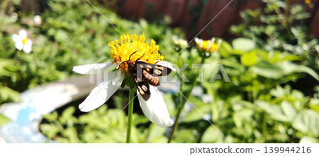 Macro photo of a colorful moth perched on a white flower. 139944216
