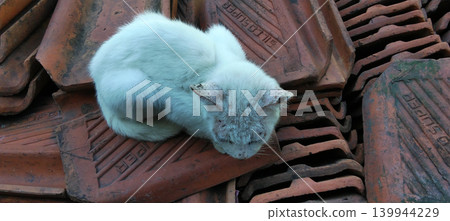 A white cat rests on a pile of clay roof tiles. 139944229