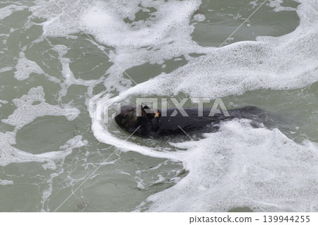 Sea otter Sea otter 139944255