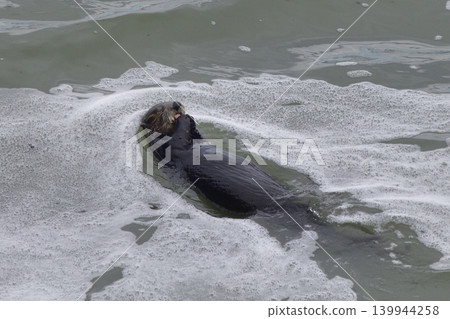 Sea otter Sea otter 139944258