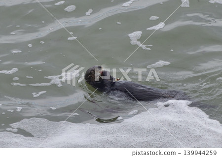 Sea otter Sea otter 139944259