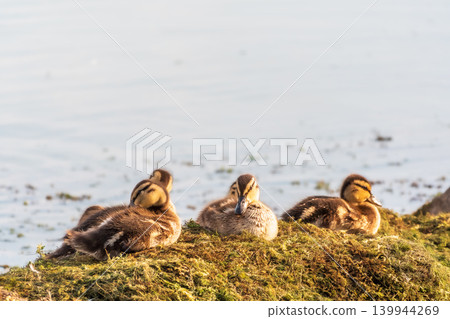 Cute little ducklings sits on a lake coast Cute little ducklings sits on a lake coast 139944269