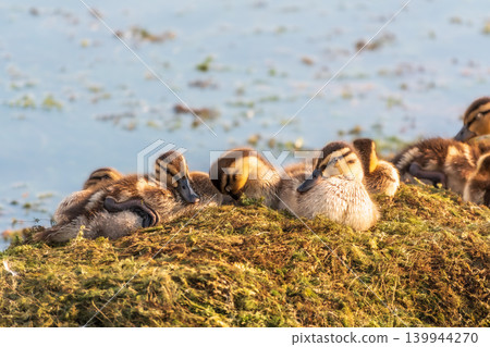 Cute little ducklings sits on a lake coast Cute little ducklings sits on a lake coast 139944270