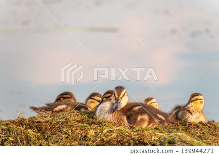 Cute little ducklings sits on a lake coast Cute little ducklings sits on a lake coast 139944271