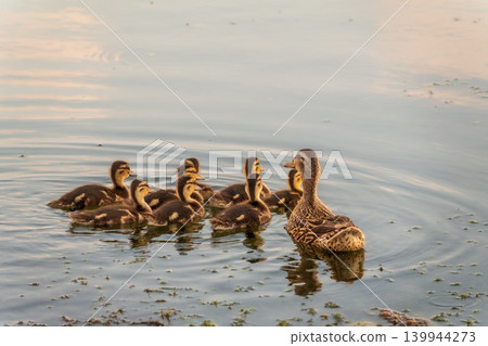 A family of ducks, a duck and its little ducklings are swimming in the water. The duck takes care of its newborn ducklings. Mallard, lat. Anas platyrhynchos A family of ducks, a duck and its little ducklings are swimming in the water. The duck takes care of its newborn ducklings. Mallard, lat. Anas platyrhynchos 139944273