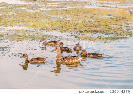 A family of ducks, a duck and its little ducklings are swimming in the water. The duck takes care of its newborn ducklings. Mallard, lat. Anas platyrhynchos 139944279