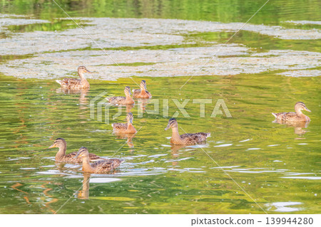 A family of ducks, a duck and its little ducklings are swimming in the water. The duck takes care of its newborn ducklings. Mallard, lat. Anas platyrhynchos 139944280