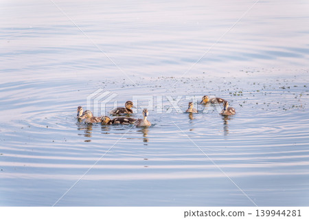 Cute little duckling swimming alone in a lake or river with calm water Cute little duckling swimming alone in a lake or river with calm water 139944281
