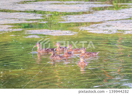 A family of ducks, a duck and its little ducklings are swimming in the water. The duck takes care of its newborn ducklings. Mallard, lat. Anas platyrhynchos A family of ducks, a duck and its little ducklings are swimming in the water. The duck takes care of its newborn ducklings. Mallard, lat. Anas platyrhynchos 139944282
