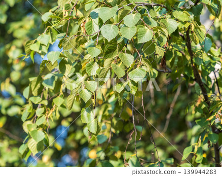 Birch branches with fresh green leaves and seeds. Birch tree branch, Betula pendula. Birch branches with fresh green leaves and seeds. Birch tree branch, Betula pendula. 139944283
