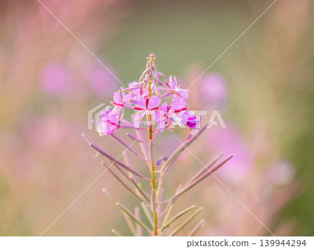 Flowers of Fireweed, Chamaenerion angostifolium on a sunny summer day 139944294