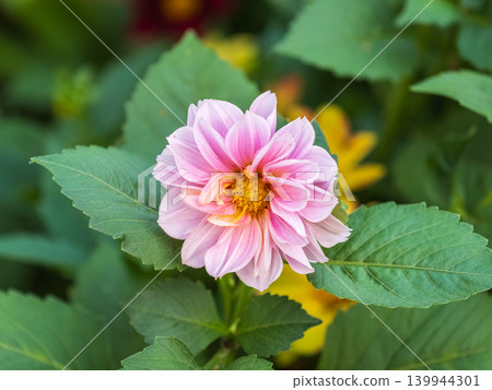 Pink flowers dahlia pinnata collar mignon blooming in the garden. 139944301