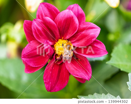 A wonderful red dahlia flower is blooming in the garden. A wonderful red dahlia flower is blooming in the garden. 139944302