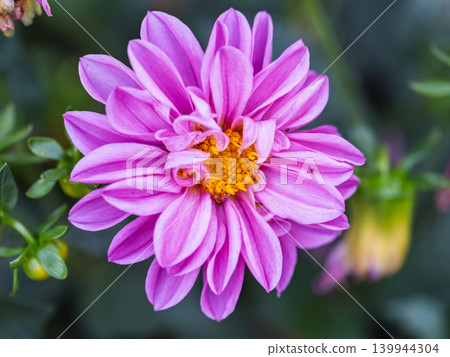 Pink flowers dahlia pinnata collar mignon blooming in the garden. 139944304