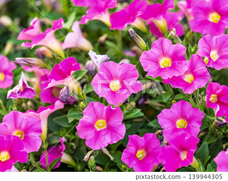 Beautiful Petunia Surfinia Pink Vein, purple and violet surfinia flowers or petunia in the garden. Beautiful Petunia Surfinia Pink Vein, purple and violet surfinia flowers or petunia in the garden. 139944305