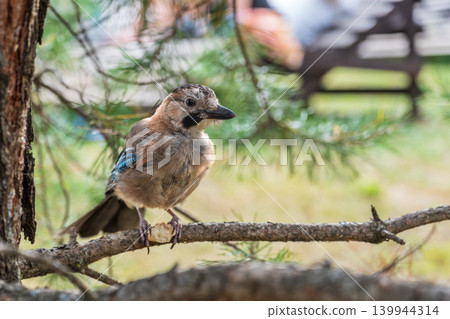 Eurasian jay, garrulus glandarius, sitting on top of old tree branch. Interested wild bird with brown and turquoise plumage from side view in nature. Eurasian jay, garrulus glandarius, sitting on top of old tree branch. Interested wild bird with brown and turquoise plumage from side view in nature. 139944314