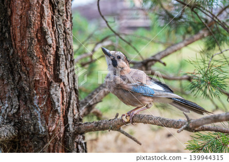 Eurasian jay, garrulus glandarius, sitting on top of old tree branch. Interested wild bird with brown and turquoise plumage from side view in nature. Eurasian jay, garrulus glandarius, sitting on top of old tree branch. Interested wild bird with brown and turquoise plumage from side view in nature. 139944315