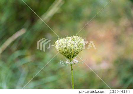 Daucus carota known as wild carrot blooming plant. Daucus carota known as wild carrot blooming plant. 139944324