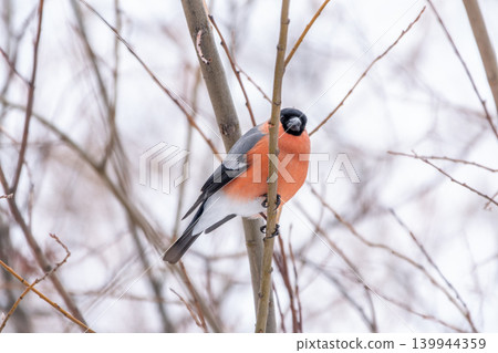 Bullfinch, pyrrhula pyrrhula, sitting on a branch without leaves in the autumn or winter. Bullfinch, pyrrhula pyrrhula, sitting on a branch without leaves in the autumn or winter. 139944359