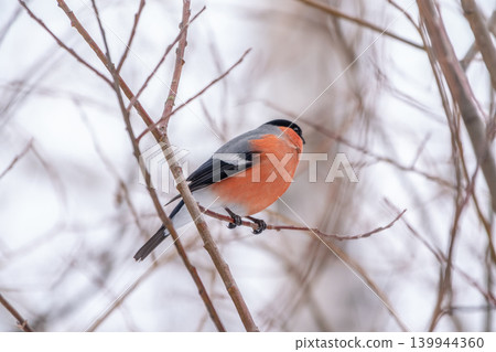 Bullfinch, pyrrhula pyrrhula, sitting on a branch without leaves in the autumn or winter. 139944360