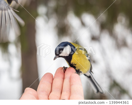 A tit sits on a man's hand and eats seeds. A tit sits on a man's hand and eats seeds. 139944361