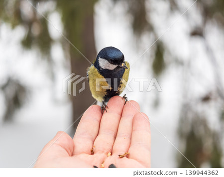 A tit sits on a man's hand and eats seeds. A tit sits on a man's hand and eats seeds. 139944362