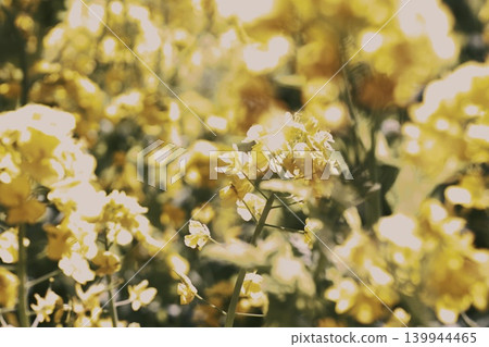 一片閃閃發光的油菜花田 一片閃閃發光的油菜花田 139944465