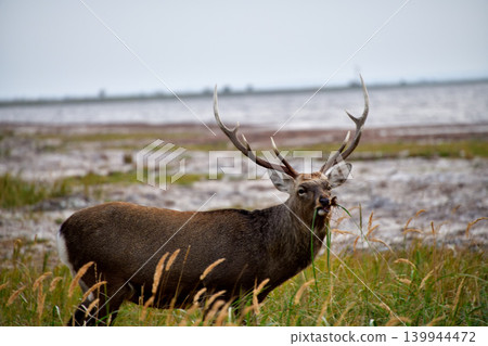Ezo deer Ezo deer 139944472