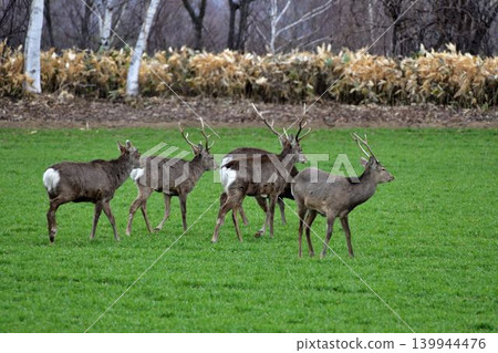 Ezo deer Ezo deer 139944476