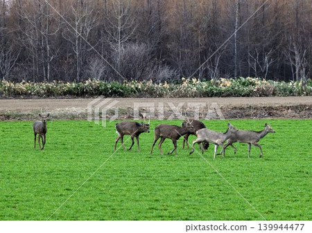 Ezo deer Ezo deer 139944477