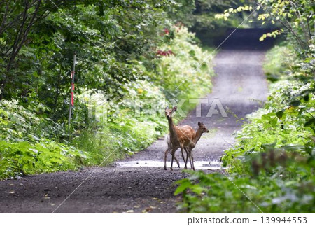 Ezo deer Ezo deer 139944553