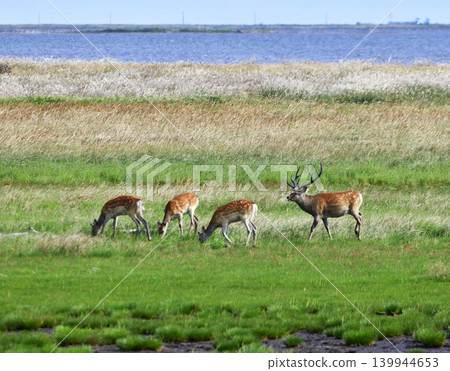 Ezo deer 139944653