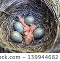Fieldfare (Turdus pilaris) nest 139944682