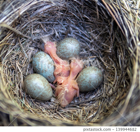 Fieldfare (Turdus pilaris) nest Fieldfare (Turdus pilaris) nest 139944682