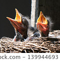 Fieldfare (Turdus pilaris) 139944693