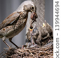 Fieldfare (Turdus pilaris) nest 139944694