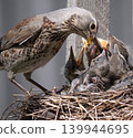 Fieldfare (Turdus pilaris) nest 139944695