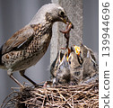 Fieldfare (Turdus pilaris) nest 139944696