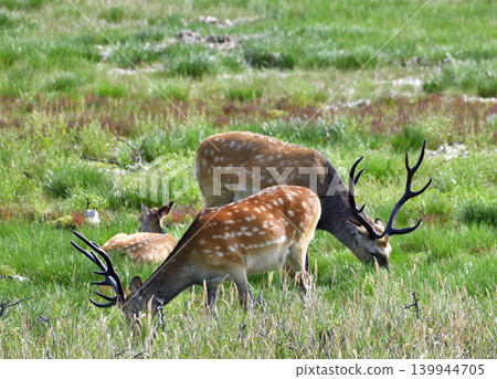 Ezo deer 139944705