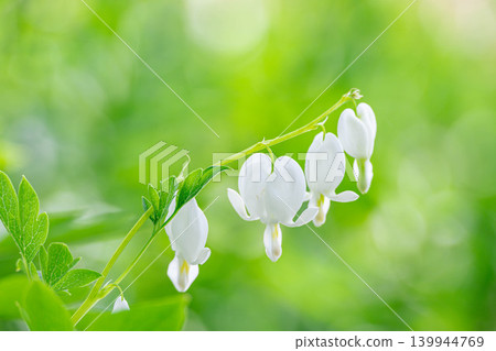 White bleeding heart flowers blooming in the garden White bleeding heart flowers blooming in the garden 139944769