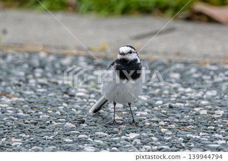 A cute white wagtail walking along the path in the grassy park. A cute white wagtail walking along the path in the grassy park. 139944794