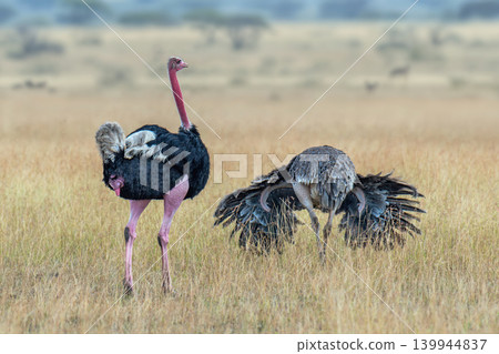 Ostriches during courtship games on a dry pasture Ostriches during courtship games on a dry pasture 139944837