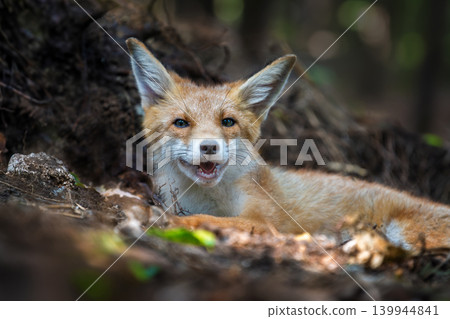 Red fox, vulpes vulpes in forest. Wild animal in natural environ Red fox, vulpes vulpes in forest. Wild animal in natural environ 139944841
