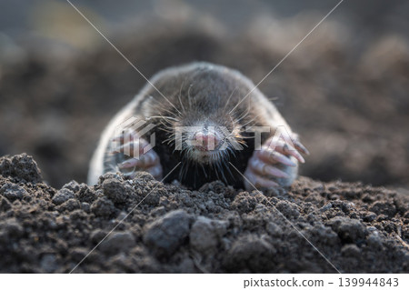 Mole digging through soil while emerging from a burrow during daylight hours 139944843